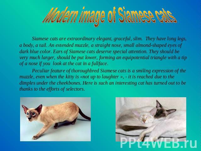 Modern image of Siamese cats Siamese cats are extraordinary elegant, graceful, slim. They have long legs, a body, a tail. An extended muzzle, a straight nose, small almond-shaped eyes of dark blue color. Ears of Siamese cats deserve special attentio…