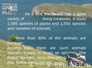 As a sea, the Baikal has a great variety of living creatures. It hosts 1,085 spe
