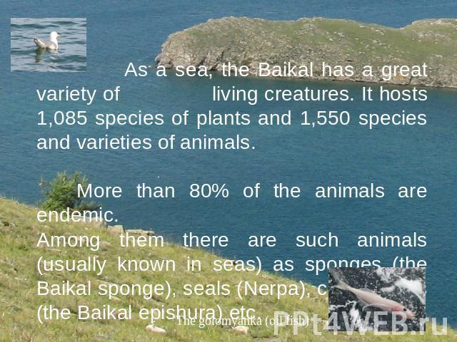 As a sea, the Baikal has a great variety of living creatures. It hosts 1,085 species of plants and 1,550 species and varieties of animals. More than 80% of the animals are endemic. Among them there are such animals (usually known in seas) as sponges…