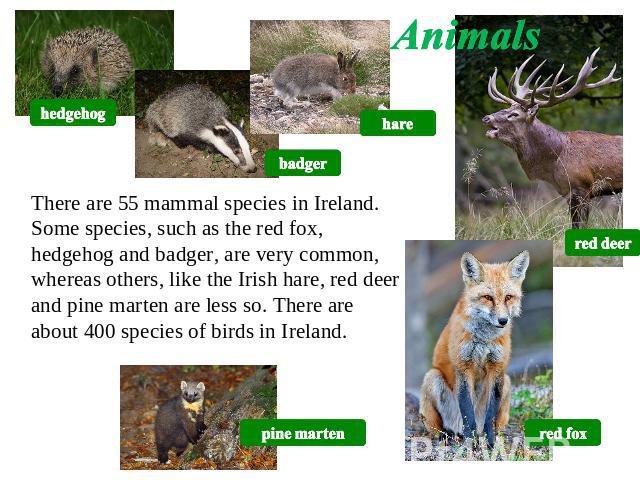 Animals There are 55 mammal species in Ireland. Some species, such as the red fox, hedgehog and badger, are very common, whereas others, like the Irish hare, red deer and pine marten are less so. There are about 400 species of birds in Ireland.
