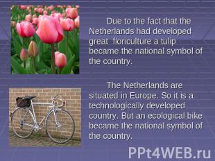 Due to the fact that the Netherlands had developed great floriculture a tulip be