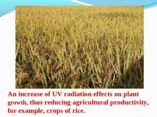 An increase of UV radiation effects on plant growth, thus reducing agricultural