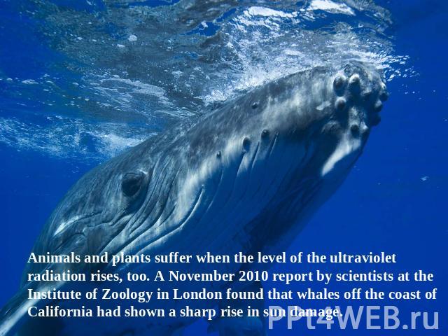 Animals and plants suffer when the level of the ultraviolet radiation rises, too. A November 2010 report by scientists at the Institute of Zoology in London found that whales off the coast of California had shown a sharp rise in sun damage.
