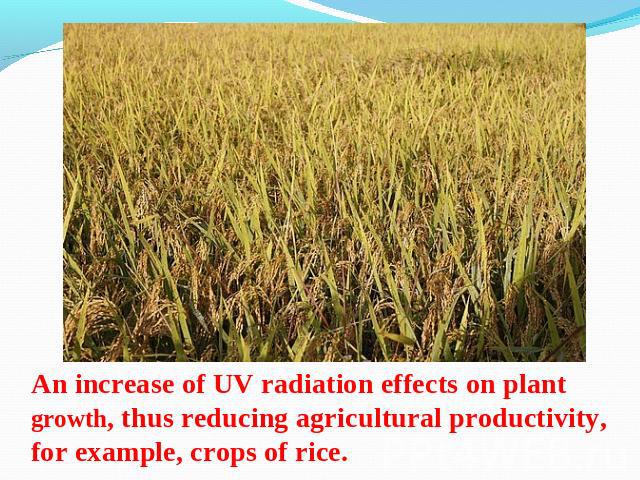 An increase of UV radiation effects on plant growth, thus reducing agricultural productivity, for example, crops of rice.