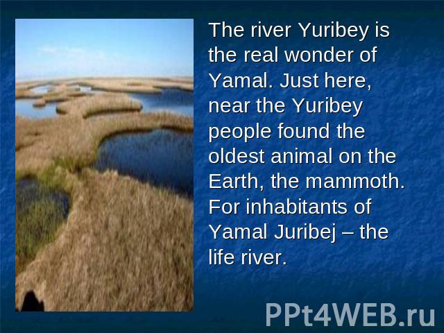 The river Yuribey is the real wonder of Yamal. Just here, near the Yuribey people found the oldest animal on the Earth, the mammoth.For inhabitants of Yamal Juribej – the life river.