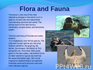 Flora and Fauna The Baikal is also one of the most interesting biotopes in the w