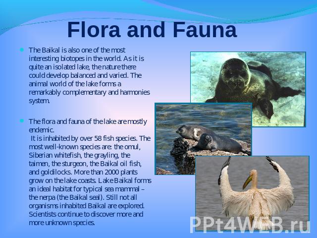 Flora and Fauna The Baikal is also one of the most interesting biotopes in the world. As it is quite an isolated lake, the nature there could develop balanced and varied. The animal world of the lake forms a remarkably complementary and harmonies sy…