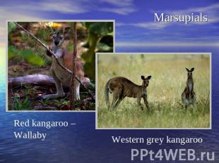 Marsupials Red kangaroo –Wallaby Western grey kangaroo