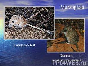 Marsupials Kangaroo Rat Dunnart, a marsupial mouse