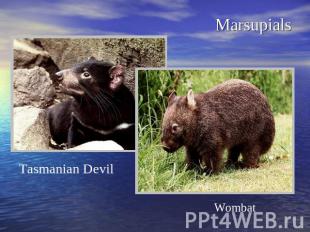 MarsupialsTasmanian Devil Wombat