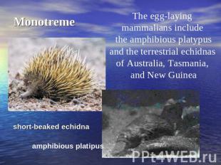 Monotreme The egg-laying mammalians include the amphibious platypusand the terre