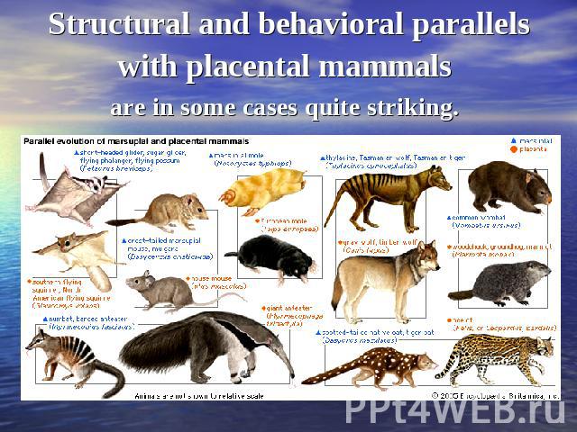 Structural and behavioral parallels with placental mammals are in some cases quite striking.