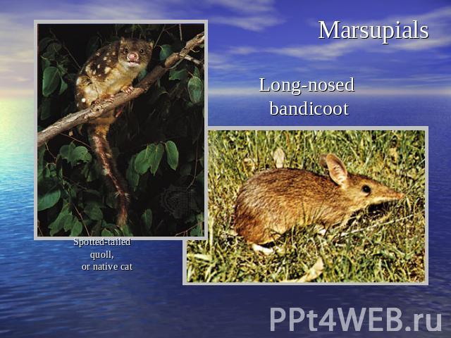 MarsupialsSpotted-tailed quoll, or native cat