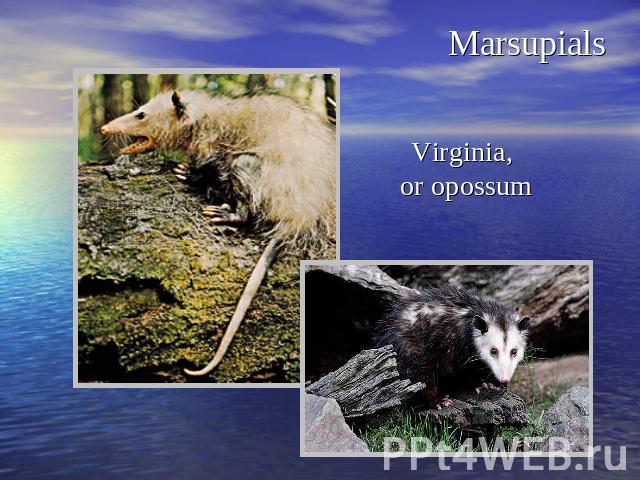Marsupials Virginia, or opossum