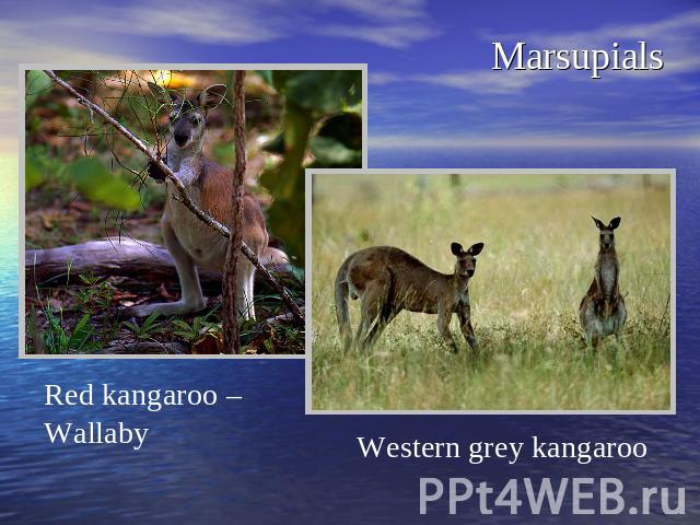 Marsupials Red kangaroo –Wallaby Western grey kangaroo