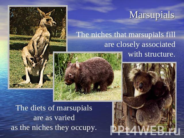 Marsupials The niches that marsupials fill are closely associated with structure. The diets of marsupials are as varied as the niches they occupy.