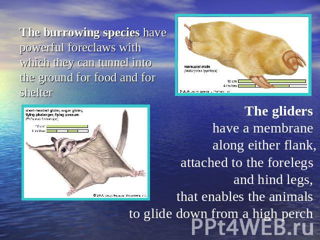 The burrowing species have powerful foreclaws with which they can tunnel into the ground for food and for shelter The gliders have a membrane along either flank,attached to the forelegs and hind legs, that enables the animals to glide down from a hi…