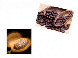 Each fruit contains from 20 to 50 seeds of cocoa beans. They can be round, flat,
