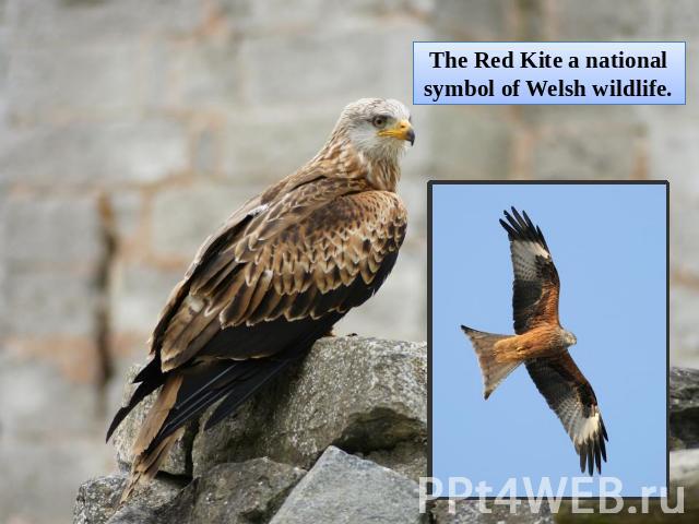 The Red Kite a national symbol of Welsh wildlife.