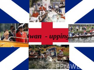 Swan - upping