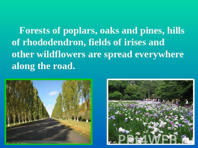 Forests of poplars, oaks and pines, hills of rhododendron, fields of irises and other wildflowers are spread everywhere along the road.