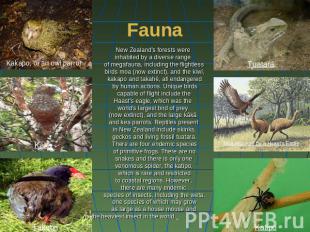 Fauna New Zealand's forests were inhabited by a diverse range of megafauna, incl