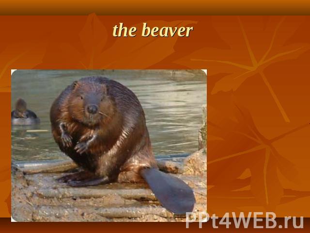 the beaver