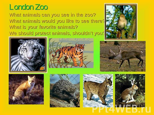 London ZooWhat animals can you see in the zoo?What animals would you like to see there?What is your favorite animals?We should protect animals, shouldn’t you?