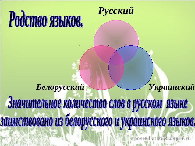 Родство языков. Значительное количество слов в русском языке заимствовано из белорусского и украинского языков.