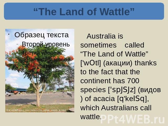 “The Land of Wattle” Australia is sometimes called “The Land of Wattle” ['wOtl] (акации) thanks to the fact that the continent has 700 species ['spJSJz] (видов) of acacia [q'keISq], which Australians call wattle.