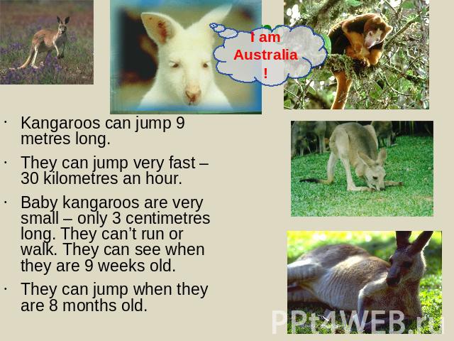 Kangaroos can jump 9 metres long.They can jump very fast – 30 kilometres an hour.Baby kangaroos are very small – only 3 centimetres long. They can’t run or walk. They can see when they are 9 weeks old. They can jump when they are 8 months old.