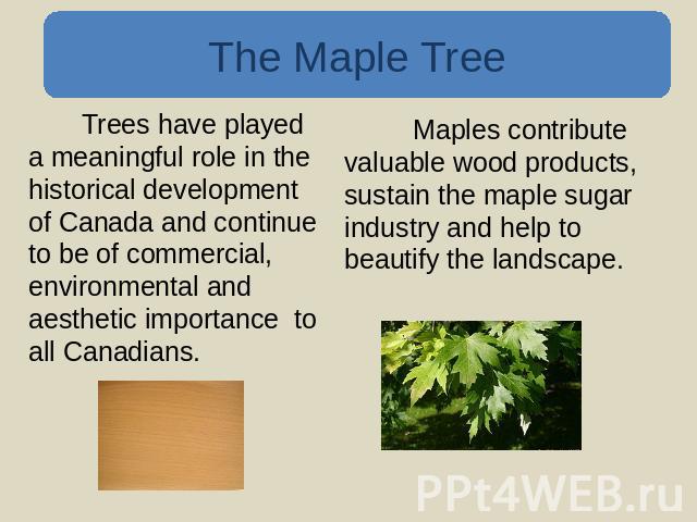 The Maple Tree Trees have played a meaningful role in the historical development of Canada and continue to be of commercial, environmental and aesthetic importance to all Canadians. Maples contribute valuable wood products, sustain the maple sugar i…