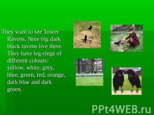 .They want to see Tower Ravens. Nine big dark black ravens live there. They have