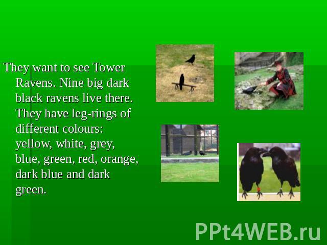 .They want to see Tower Ravens. Nine big dark black ravens live there. They have leg-rings of different colours: yellow, white, grey, blue, green, red, orange, dark blue and dark green.