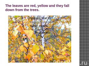 The leaves are red, yellow and they fall down from the trees.