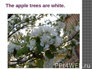 The apple trees are white.