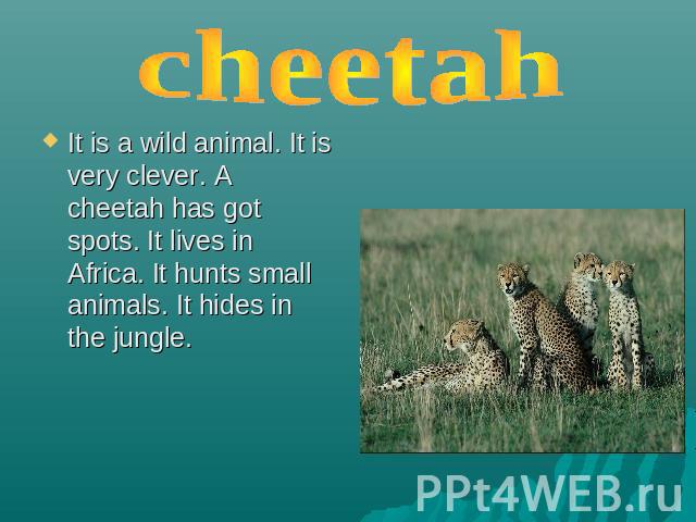 cheetah It is a wild animal. It is very clever. A cheetah has got spots. It lives in Africa. It hunts small animals. It hides in the jungle.