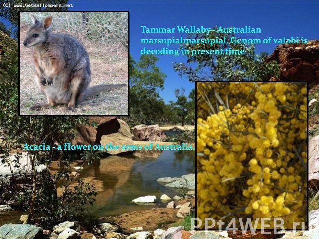 Tammar Wallaby - Australian marsupialmarsupial. Genom of valabi is decoding in present time Acacia - a flower on the arms of Australia.