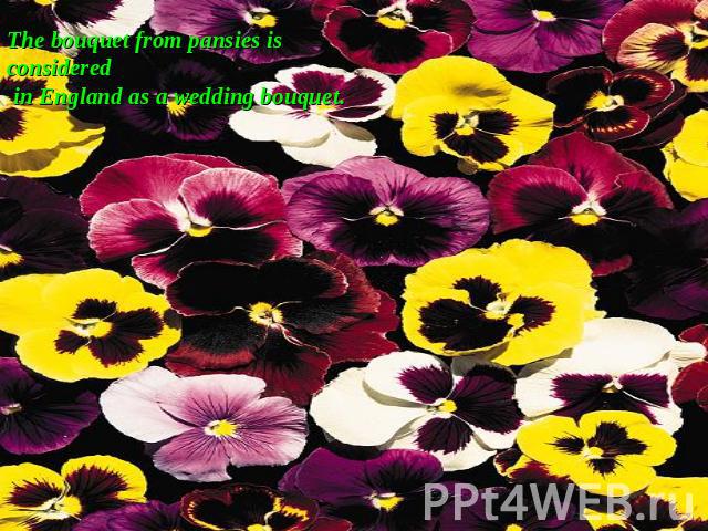 The bouquet from pansies is considered in England as a wedding bouquet.