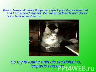 Barsik learns all these things very quickly as it is a clever cat and I am a goo