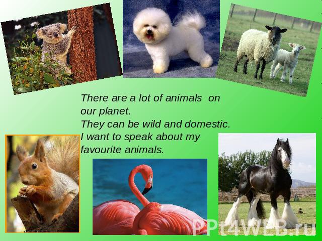 There are a lot of animals on our planet.They can be wild and domestic. I want to speak about my favourite animals.