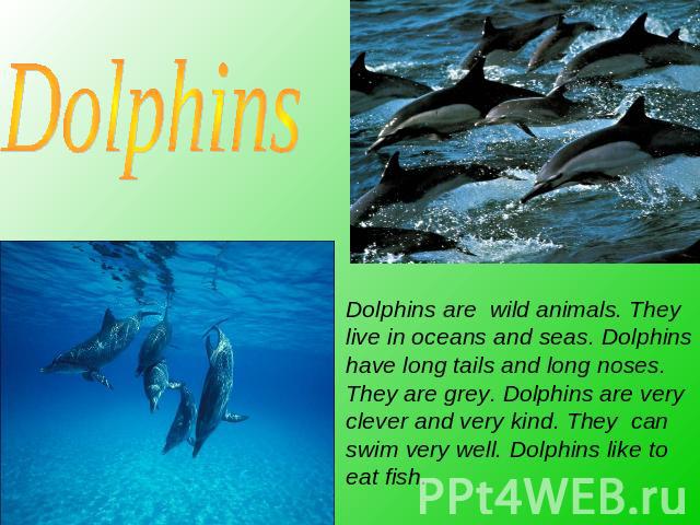 Dolphins are wild animals. They live in oceans and seas. Dolphins have long tails and long noses. They are grey. Dolphins are very clever and very kind. They can swim very well. Dolphins like to eat fish.