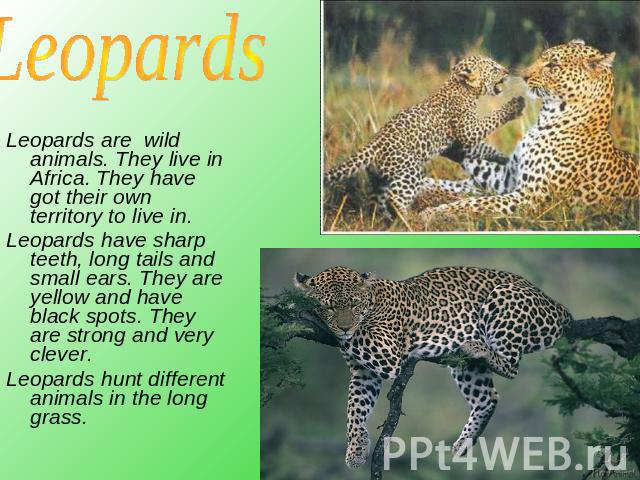 Leopards Leopards are wild animals. They live in Africa. They have got their own territory to live in. Leopards have sharp teeth, long tails and small ears. They are yellow and have black spots. They are strong and very clever. Leopards hunt differe…