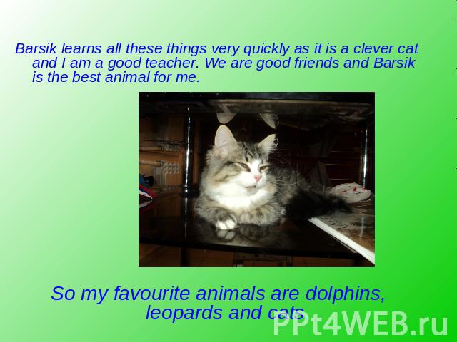 Barsik learns all these things very quickly as it is a clever cat and I am a good teacher. We are good friends and Barsik is the best animal for me. So my favourite animals are dolphins, leopards and cats.