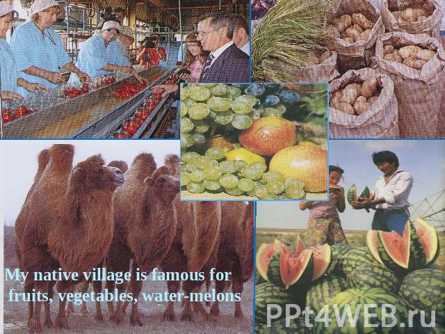 My native village is famous for fruits, vegetables, water-melons