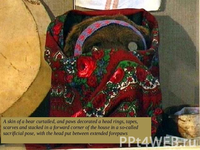 A skin of a bear curtailed, and paws decorated a head rings, tapes, scarves and stacked in a forward corner of the house in a so-called sacrificial pose, with the head put between extended forepaws