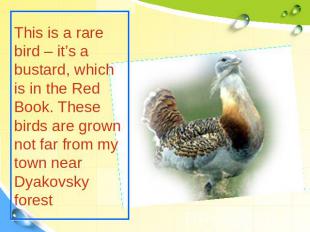 This is a rare bird – it’s a bustard, which is in the Red Book. These birds are