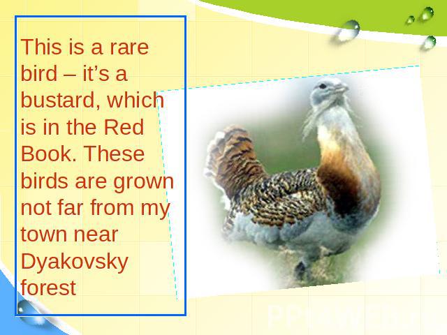 This is a rare bird – it’s a bustard, which is in the Red Book. These birds are grown not far from my town near Dyakovsky forest