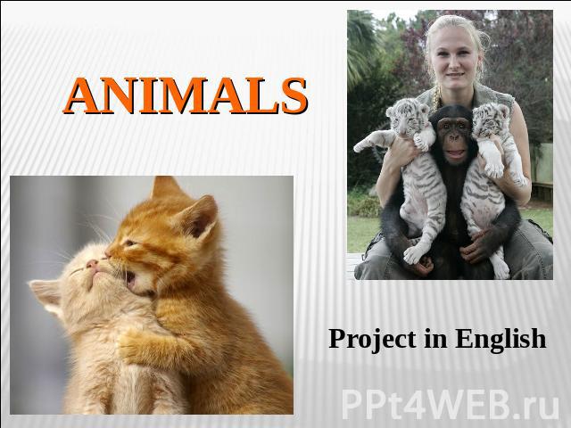 Animals Project in English