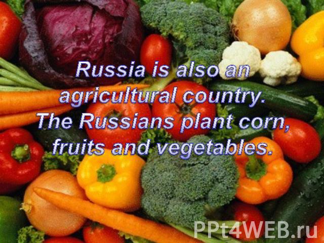 Russia is also an agricultural country.The Russians plant corn, fruits and vegetables.